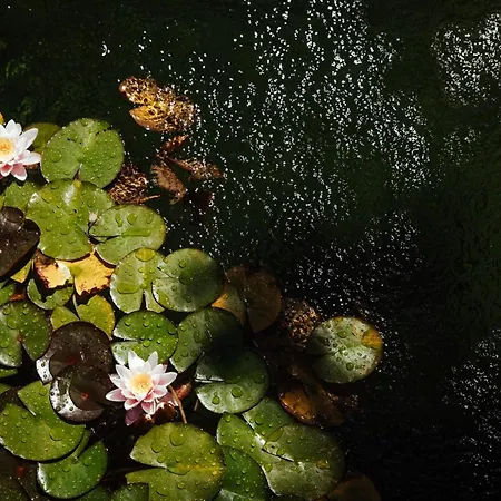 Quinta Da Ponte By Geres Casas * テーラス・デ・ボウロ